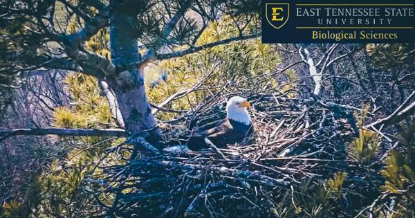 image for The Eagle Cam at ETSU