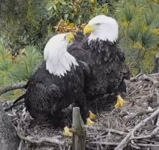 The two new visitors sitting atop the Johnson City, TN nest.