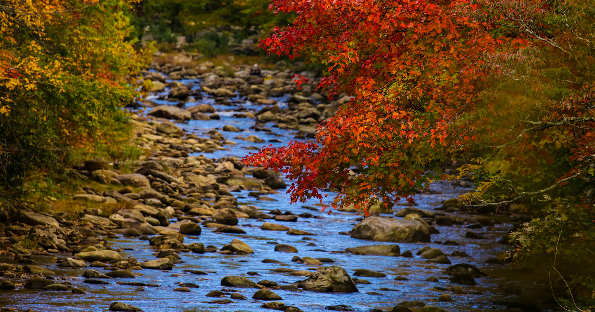 A flowing creek with orange and red fall leaves.