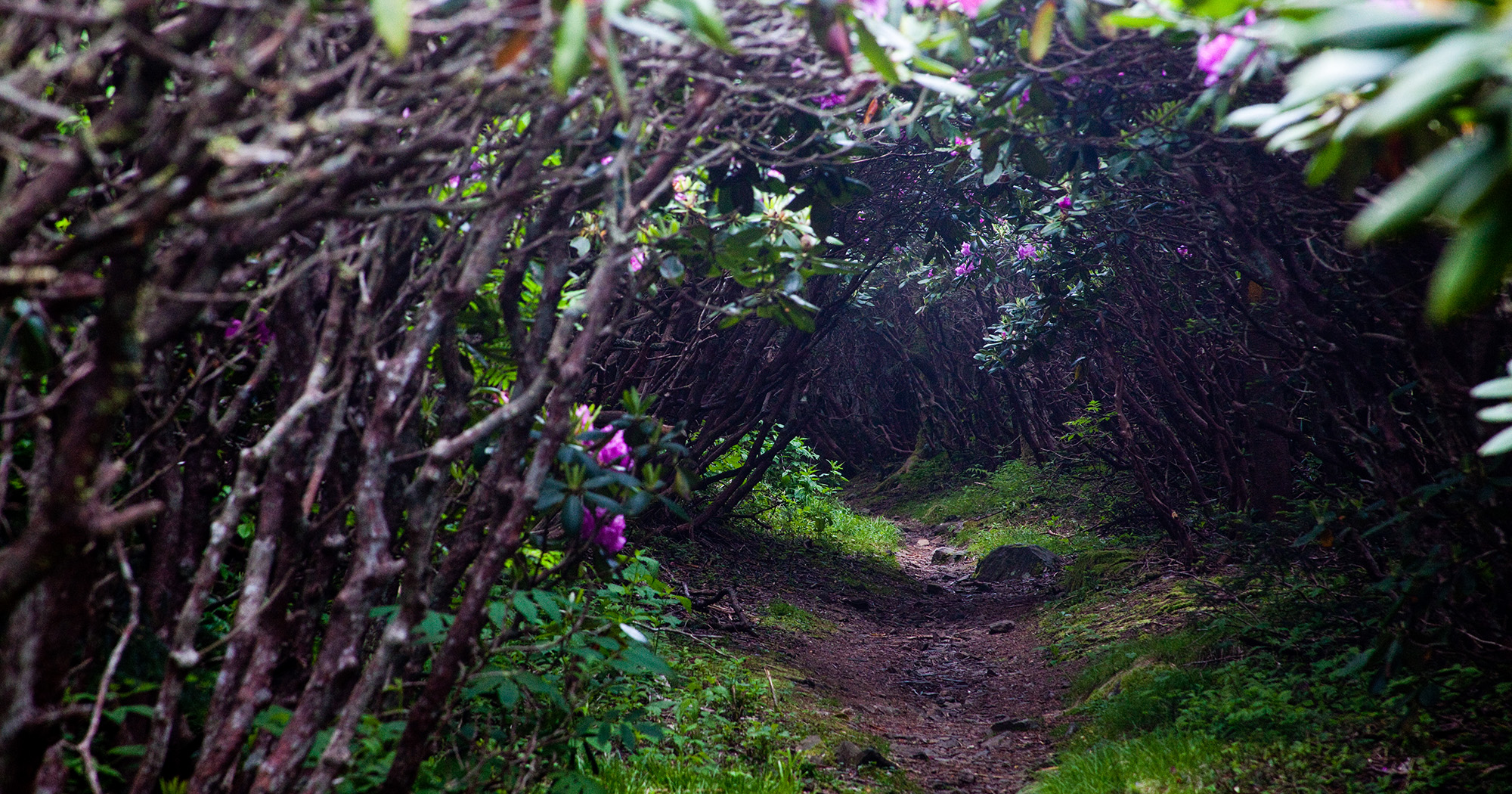 Tunnel on the Mountain