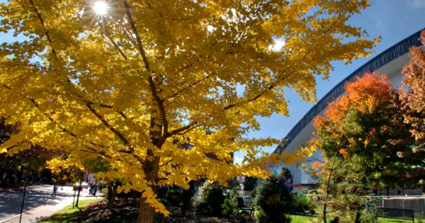 image for Fall at ETSU