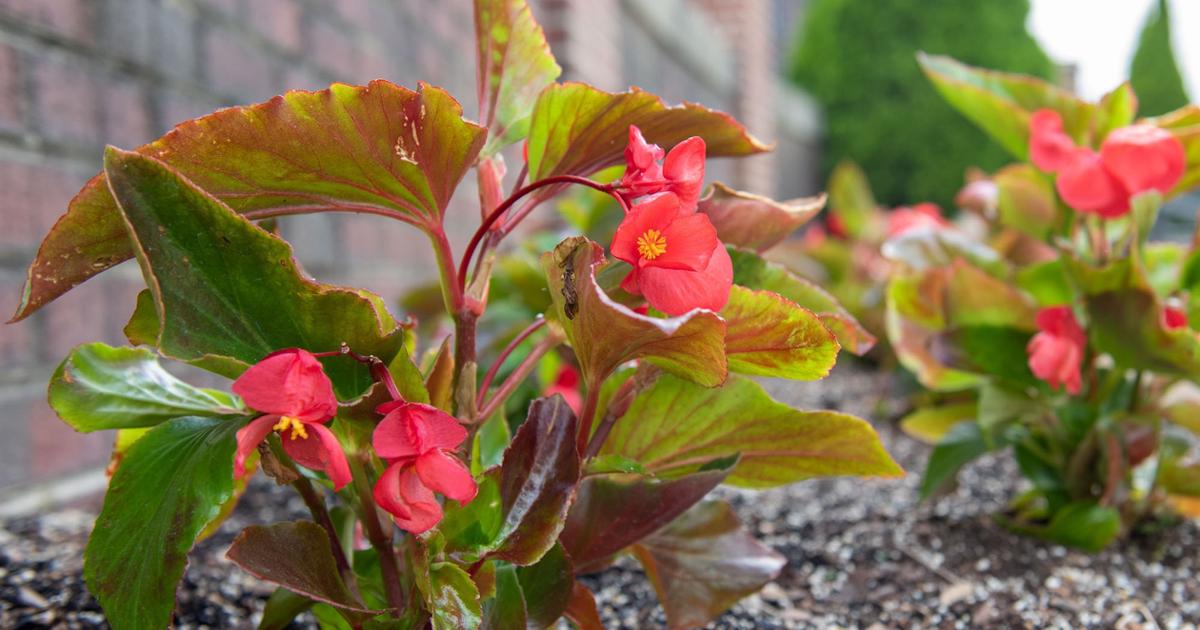 Close-up of flower in a bed of begonias.