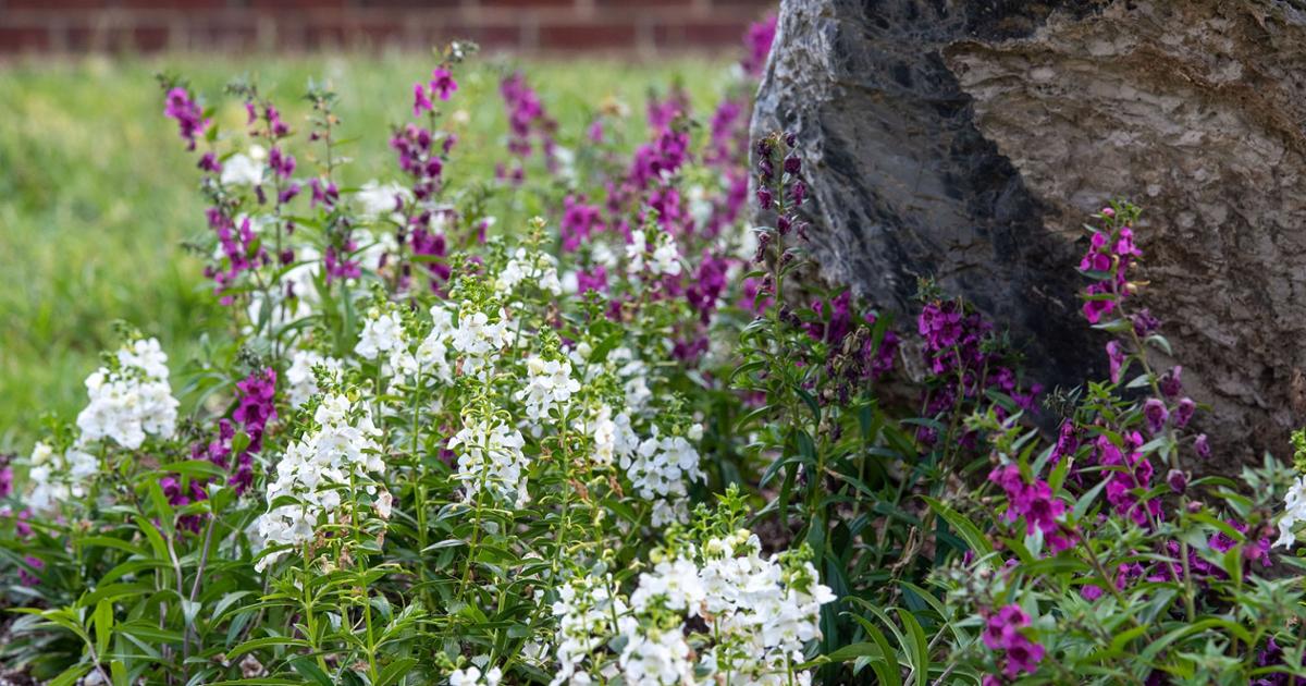  Lovely fuchsia and white flowers beside a rock adjacent to the ETSU Parking Garage, Warf -Pickel Hall, and the Ballad Health Athletic Center (Mini-Dome). 