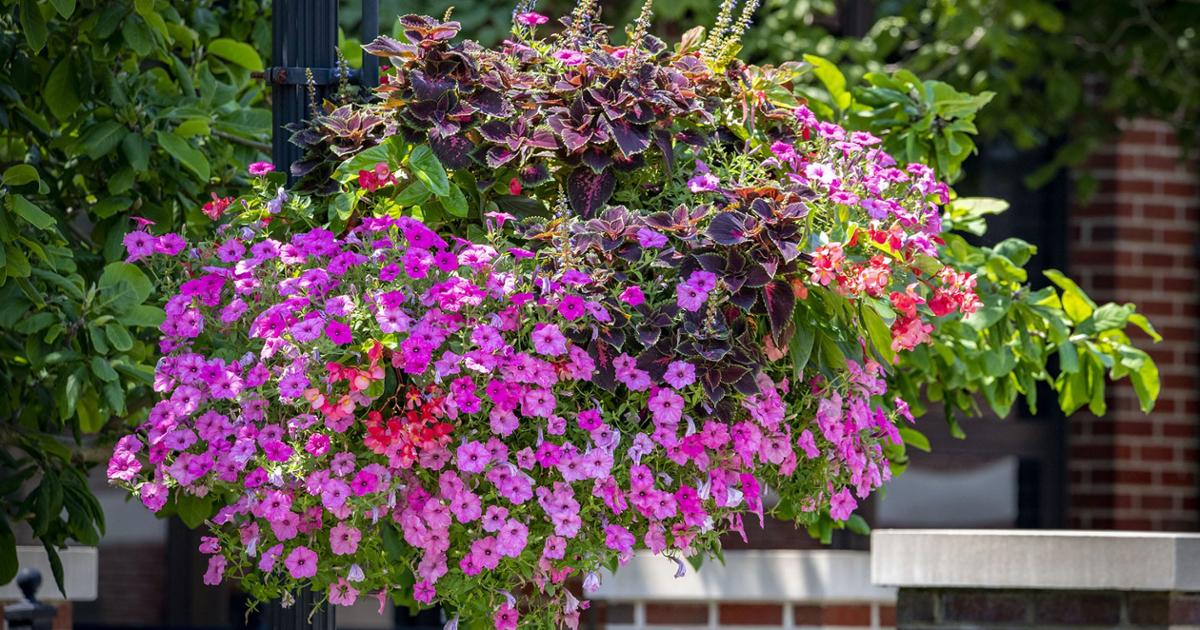 Bright and colorful hanging baskets like this one grace the ETSU campus throughout the spring and summer. 