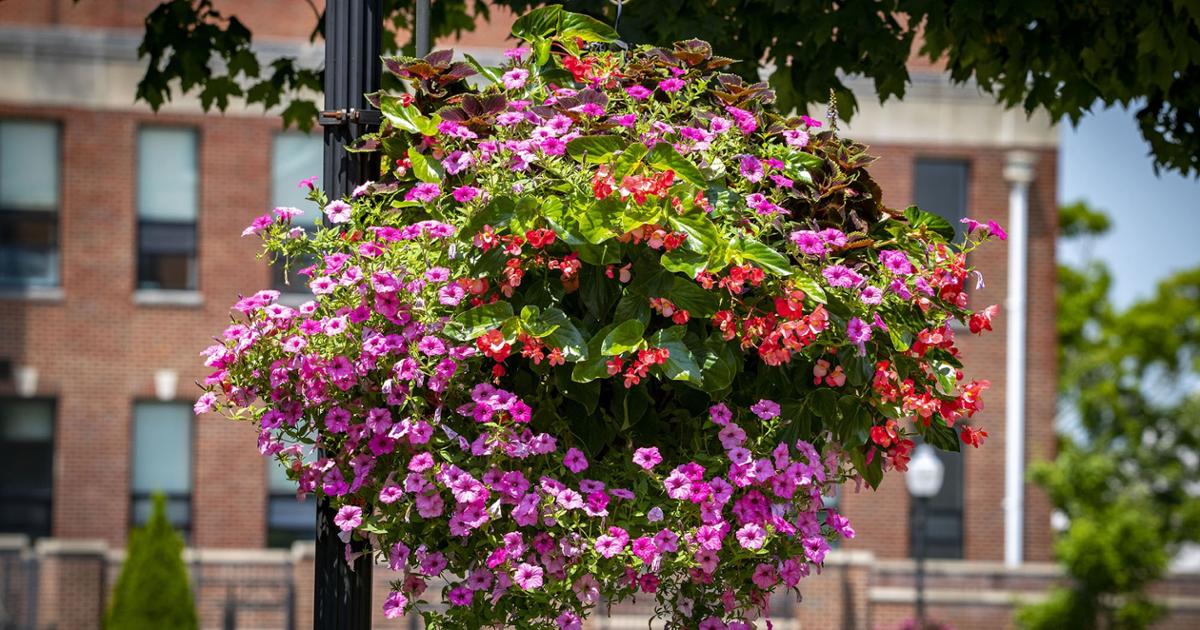 Bright and colorful hanging baskets like this one grace the ETSU campus throughout the spring and summer. 