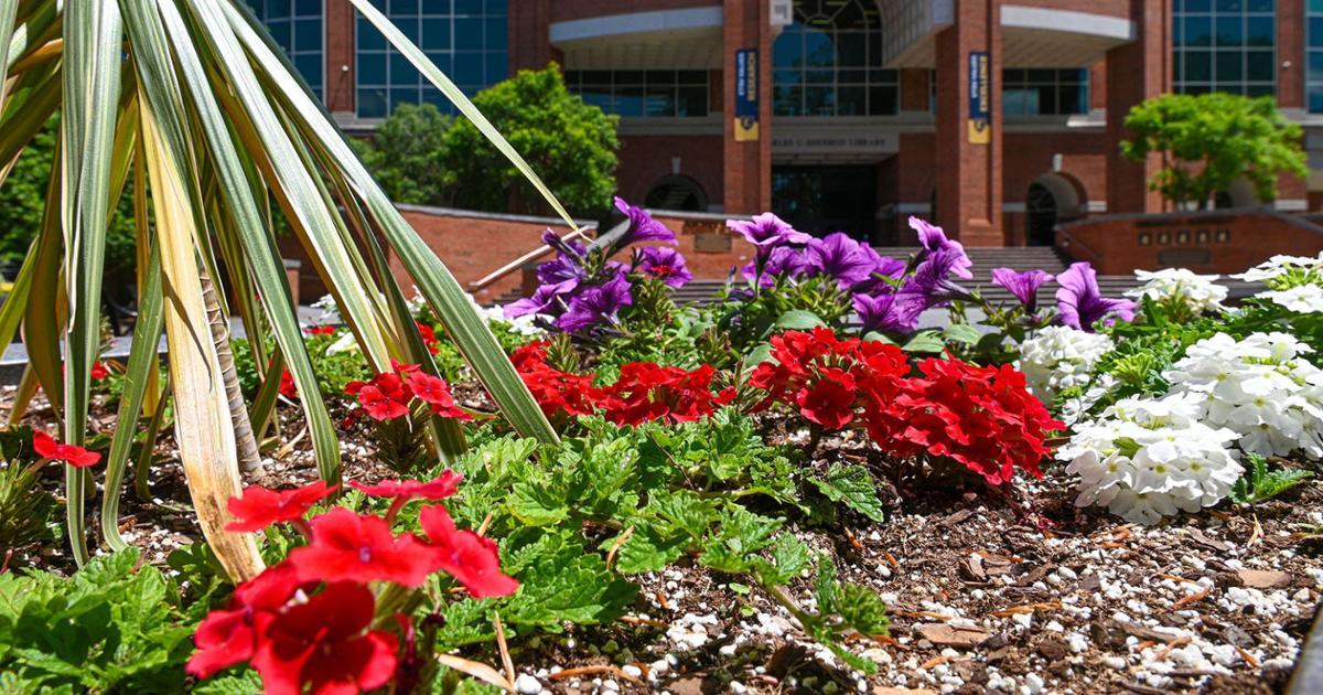 A mixed planter with splashes of red, white, and purple graces Borchuck Plaza in front of the Sherrod Library.