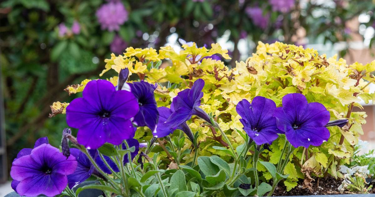 Petunias and other flowers in planter with blooming rhododendron in the background in front of Warf-Pickel Hall.