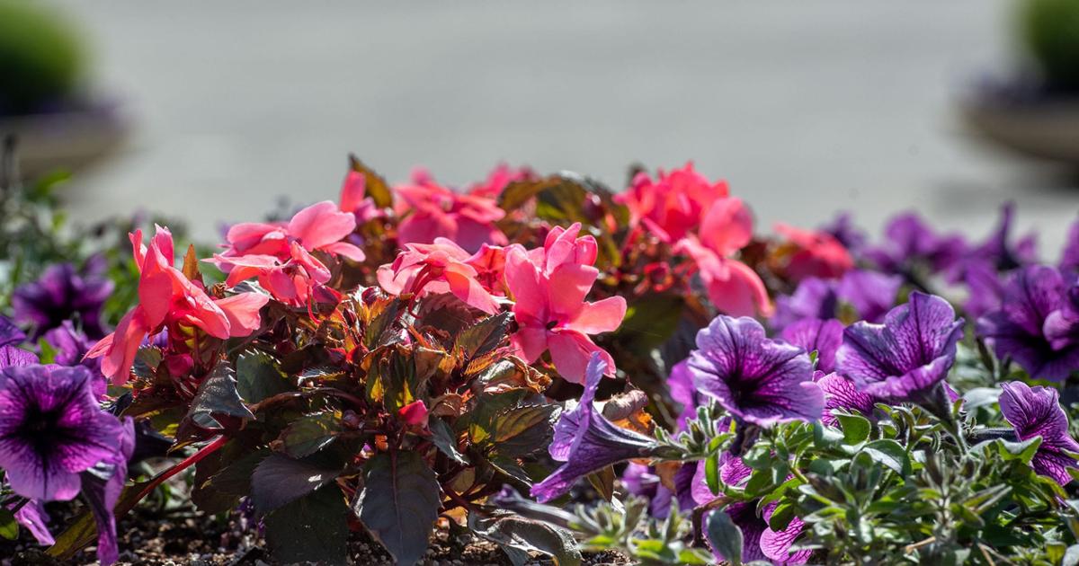 A colorful bed of pink begonias and purple petunias.