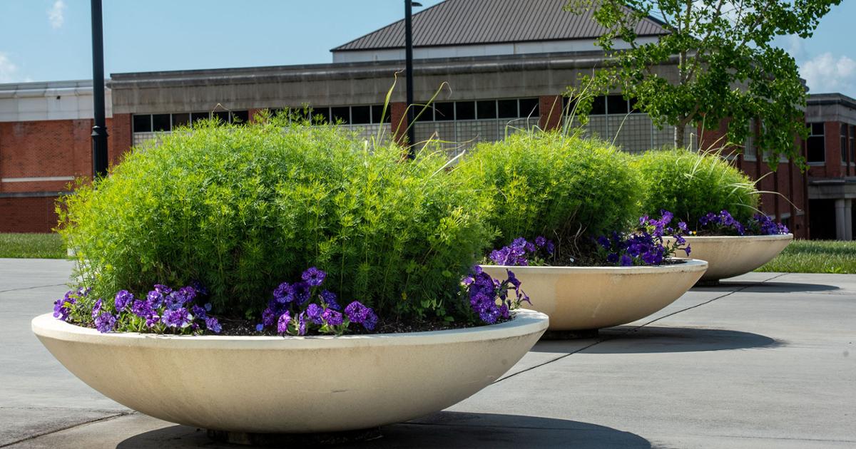 These planters with greenery and purple petunias greet visitors to ETSU’s Greene Stadium (pictured with the Basler Center for Physical Activity in the background).  