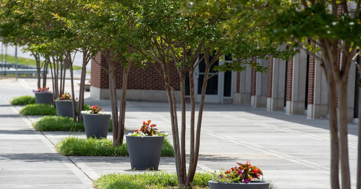 A lovely row of planters and trees beside the ETSU Parking Garage.