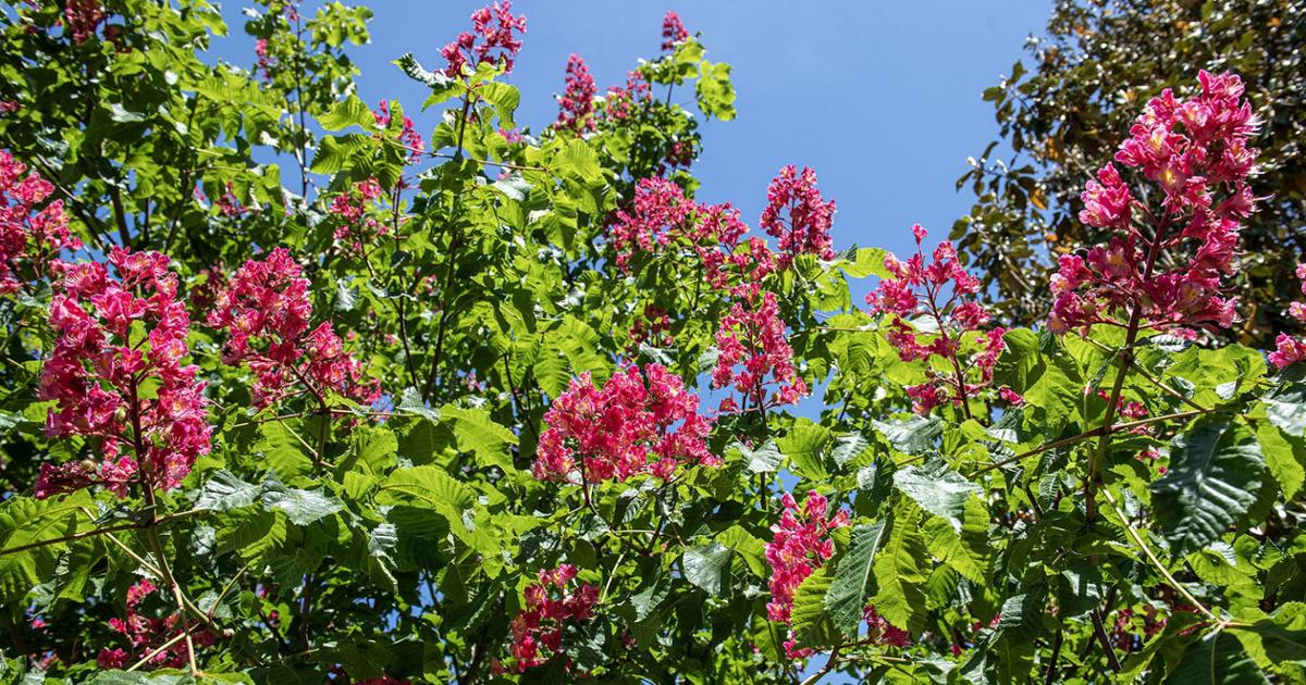 These brilliant red blooms of the red buckeye tree adjacent to Burgin Dossett Hall, Rogers-Stout Hall and the Reece Museum wow folks strolling the sidewalks.