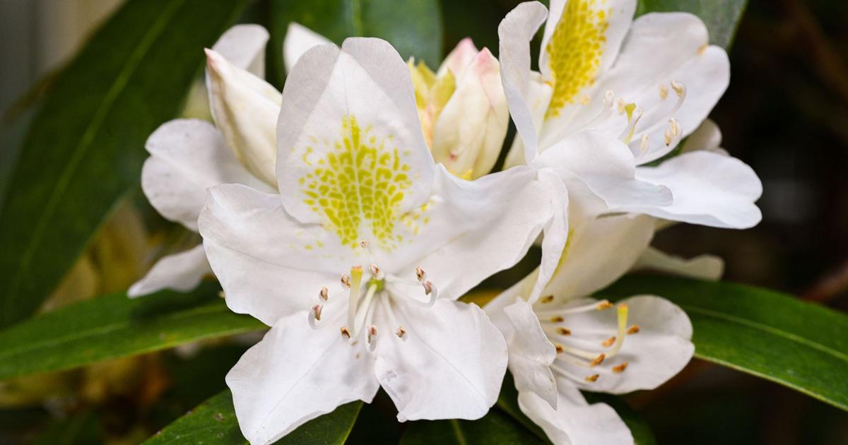 Close-up of a white rhododendron bloom.