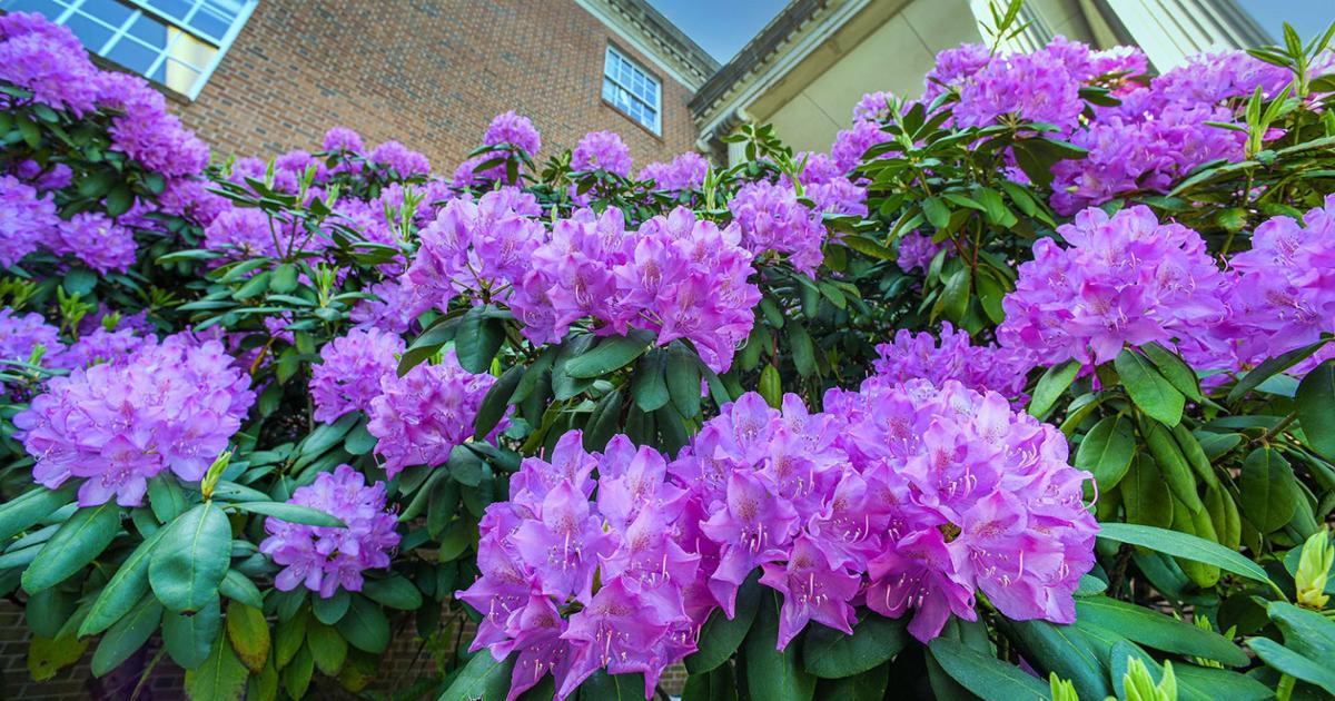 These breathtaking rhododendrons are nestled in a corner outside Burgin Dossett Hall.